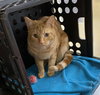 OFFICER DOMINQUE LUCA - Photo 4