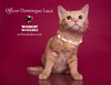 OFFICER DOMINQUE LUCA - Photo 9