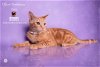 adoptable Cat in hemet, CA named OFFICER DOMINQUE LUCA