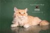 adoptable Cat in  named SERGEANT DONOVAN ROCKER