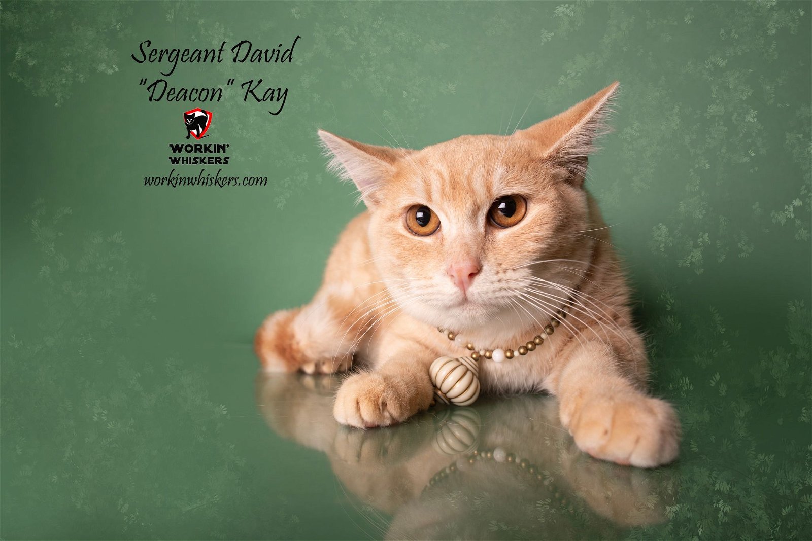 adoptable Cat in Hemet, CA named SERGEANT DAVID 