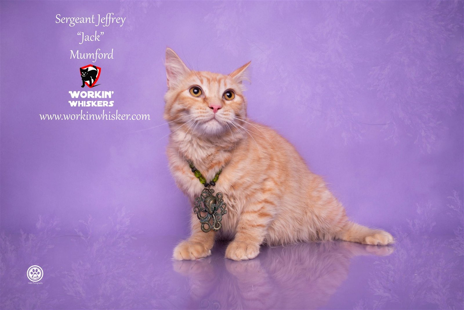 adoptable Cat in Hemet, CA named SERGEANT JEFFREY 