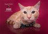 adoptable Cat in hemet, CA named SERGEANT BECKER