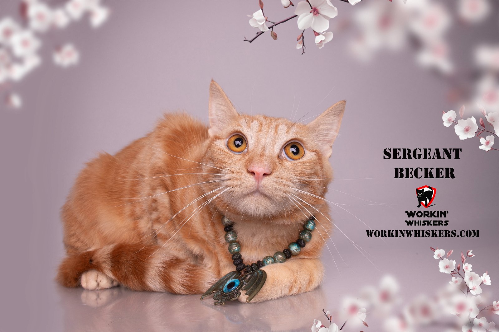 adoptable Cat in Hemet, CA named SERGEANT BECKER