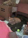 SERGEANT STEVENS - Photo 5