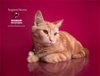 adoptable Cat in hemet, CA named SERGEANT STEVENS