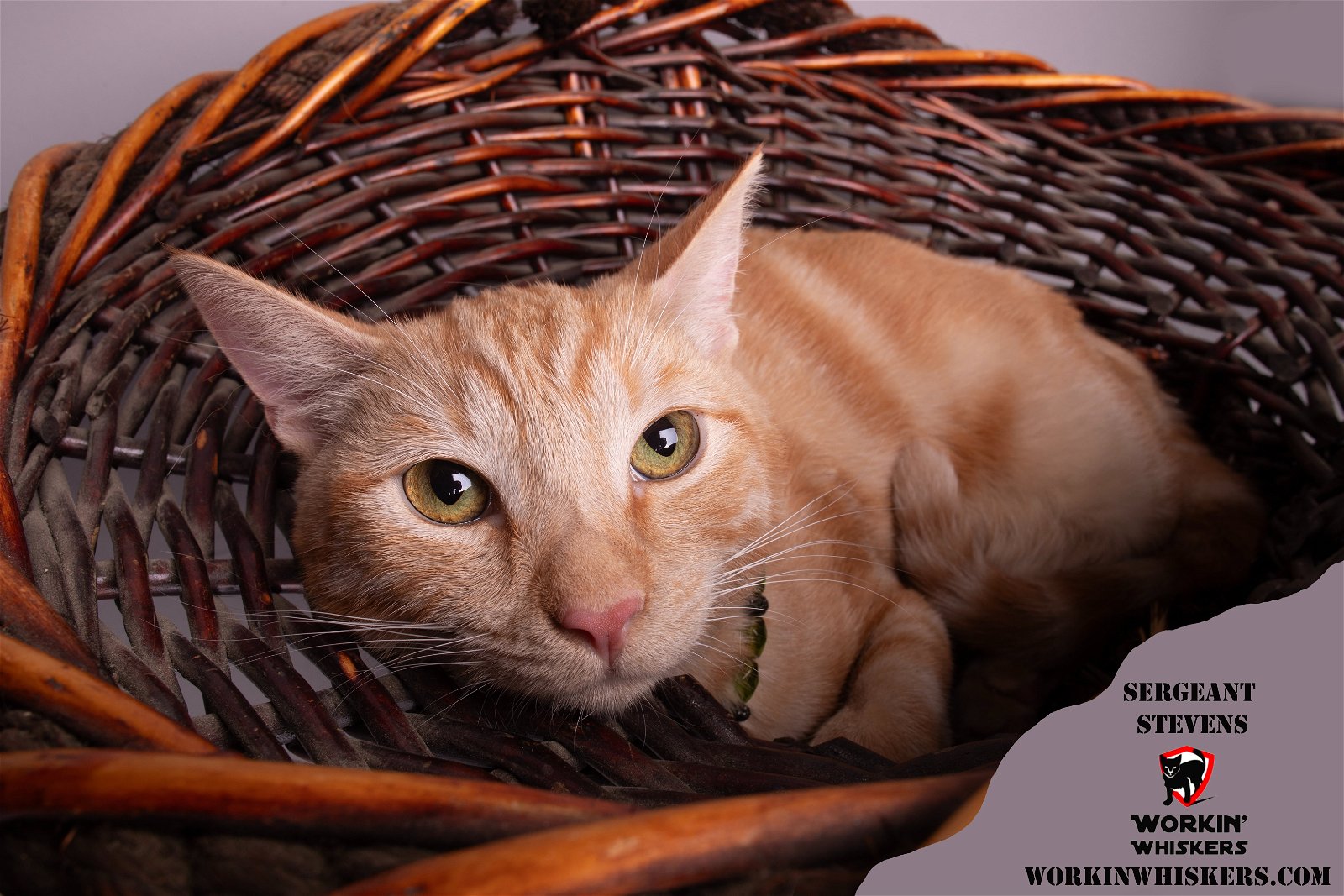 adoptable Cat in Hemet, CA named SERGEANT STEVENS