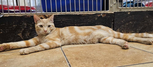 SERGEANT STEVENS - Domestic Short Hair / Tabby available for adoption
