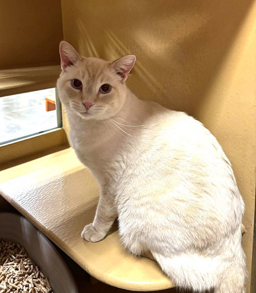 DETECTIVE JOHN BURROWS - Siamese / Domestic Short Hair available for adoption