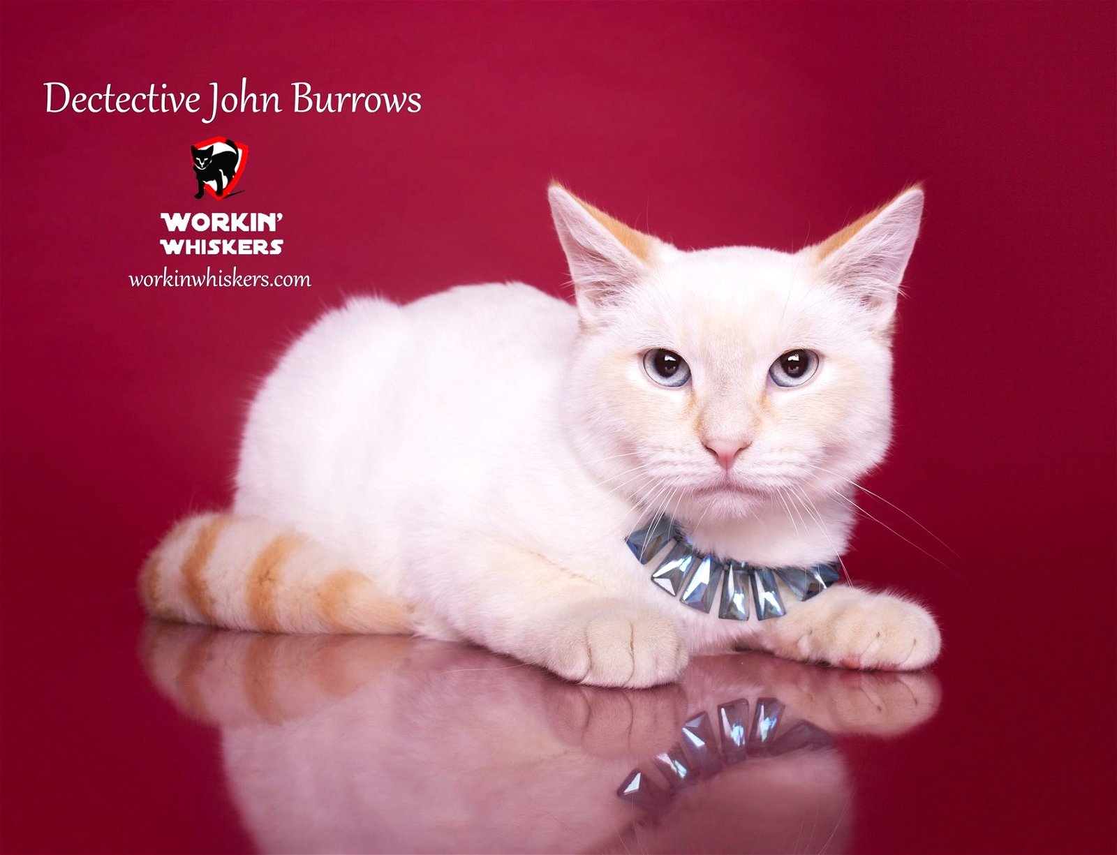 adoptable Cat in Hemet, CA named DETECTIVE JOHN BURROWS