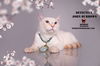 adoptable Cat in  named DETECTIVE JOHN BURROWS