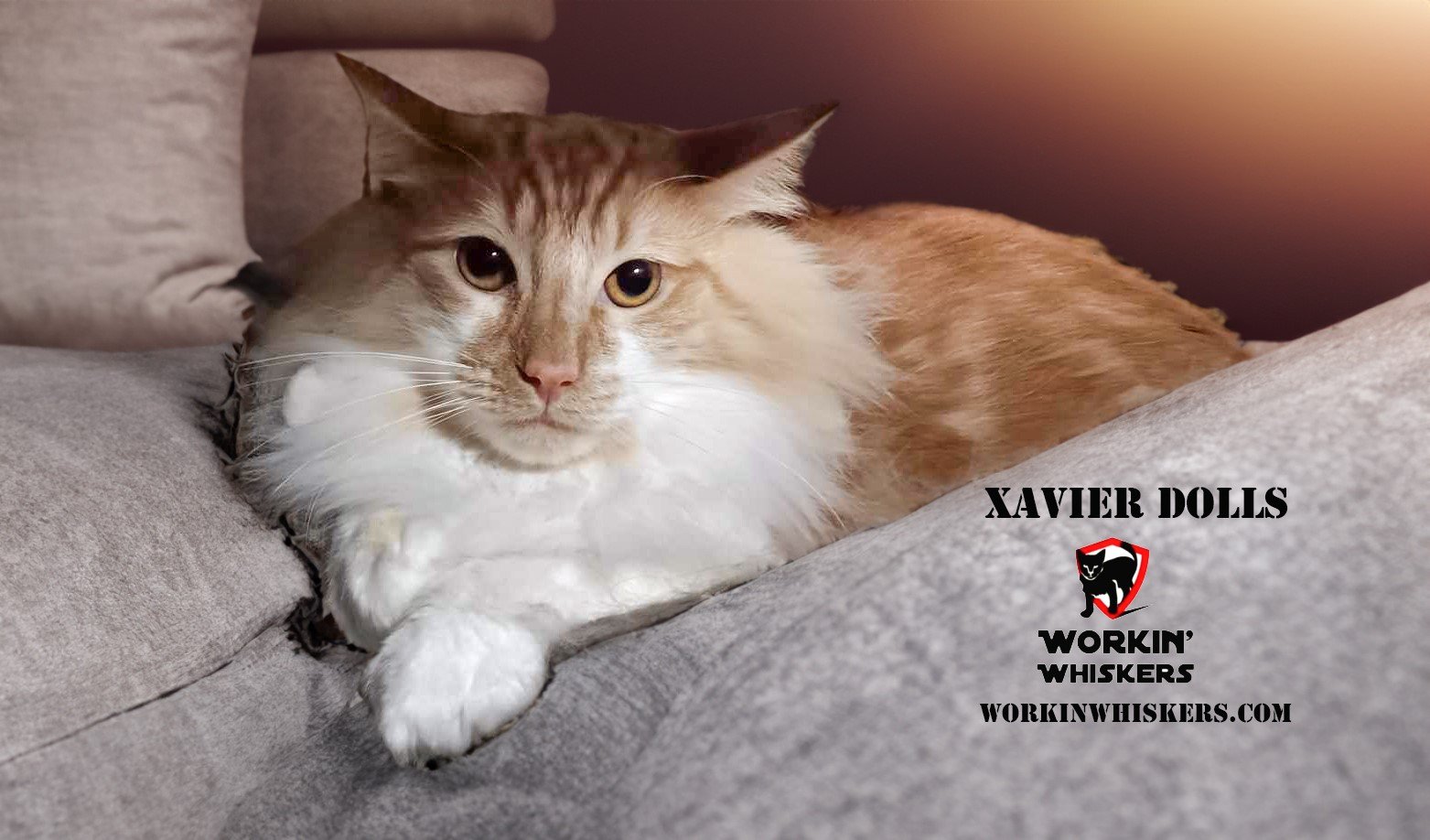 adoptable Cat in Hemet, CA named XAVIER DOLLS