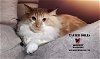 adoptable Cat in hemet, CA named XAVIER DOLLS