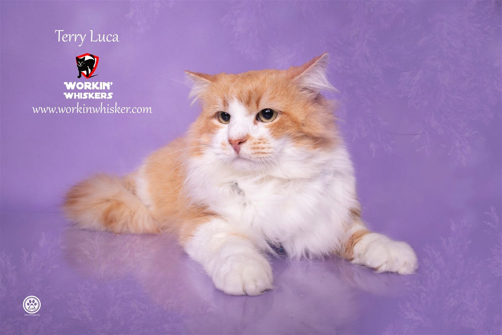 adoptable Cat in Hemet, CA named TERRY LUCA