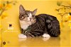 adoptable Cat in hemet, CA named BELLA MAE