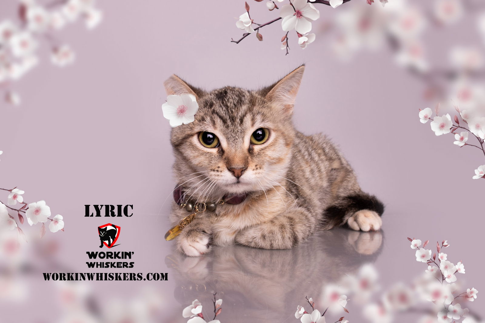 adoptable Cat in Hemet, CA named LYRIC