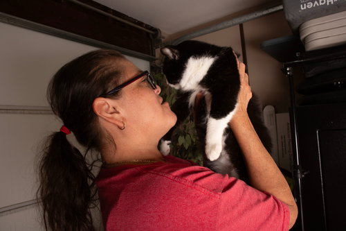 VERONIKA - Tuxedo / Domestic Short Hair available for adoption