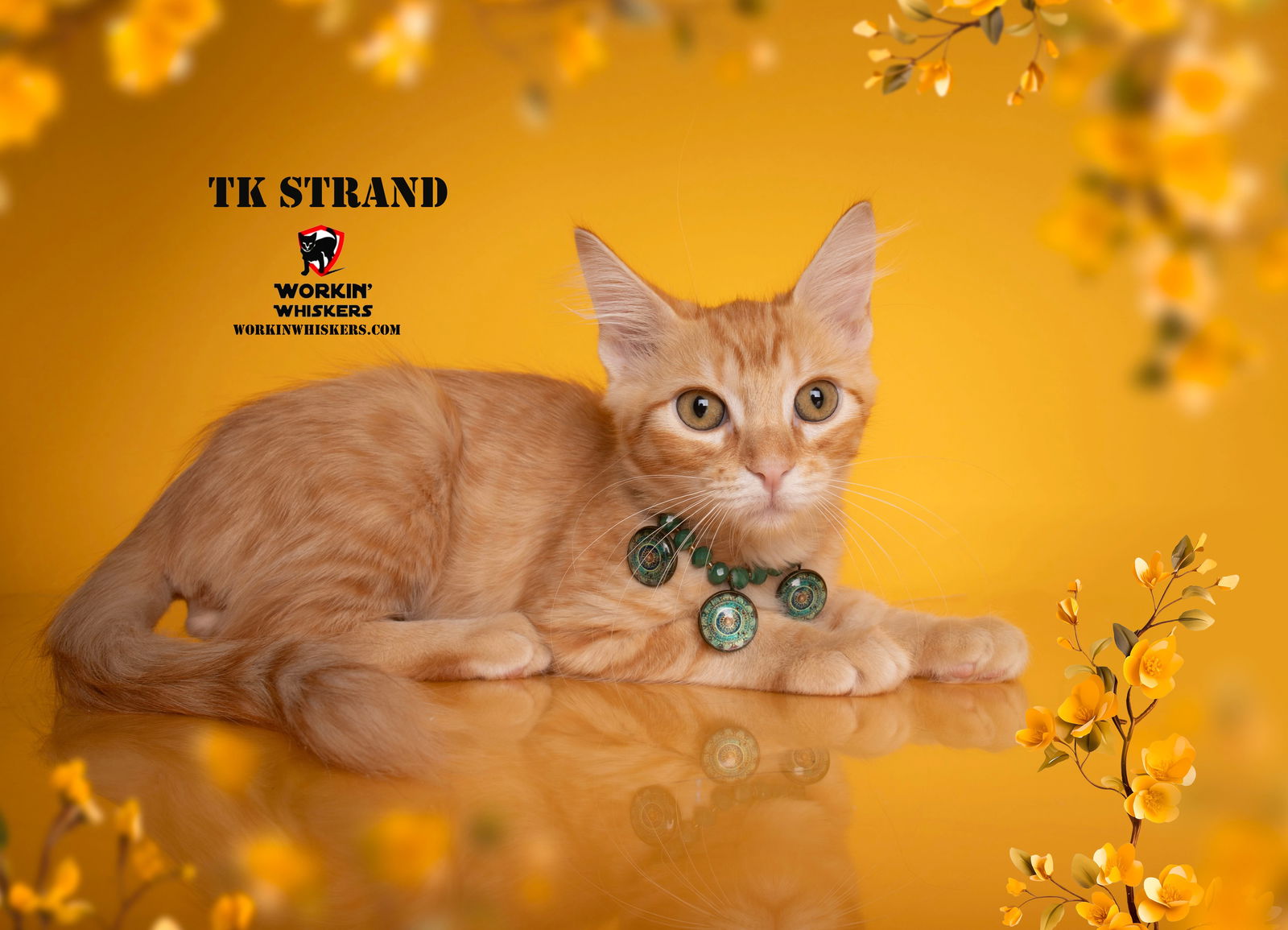 adoptable Cat in Hemet, CA named TK STRAND