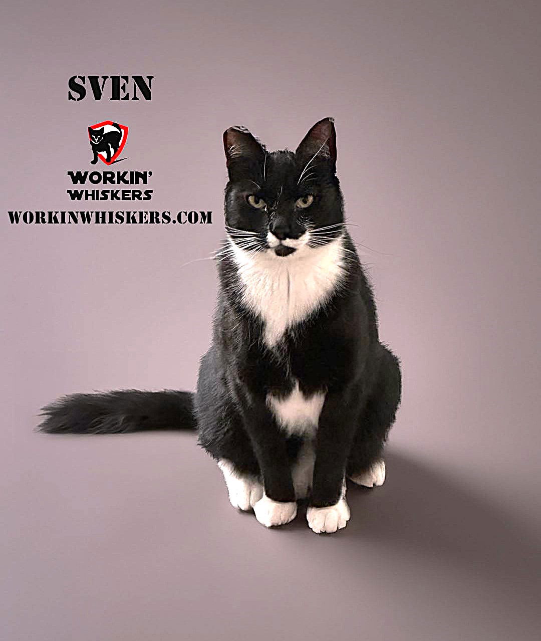 adoptable Cat in Hemet, CA named SVEN