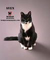 adoptable Cat in  named SVEN