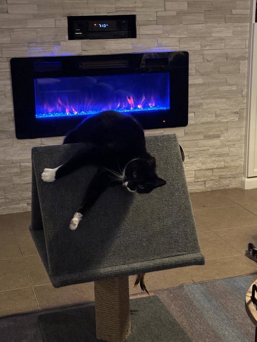 SVEN - Tuxedo / Domestic Short Hair available for adoption