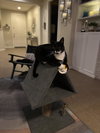 SVEN - Photo 6