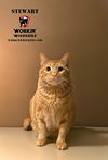 adoptable Cat in  named STEWART