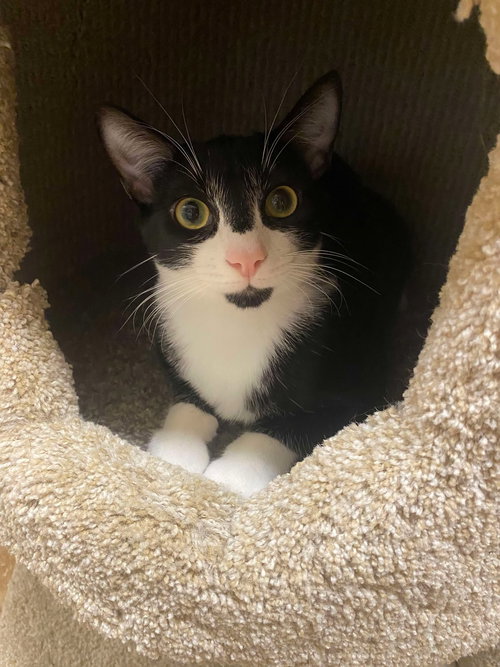 SIRIUS BLACK - Tuxedo / Domestic Short Hair available for adoption