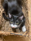 SIRIUS BLACK - Photo 4