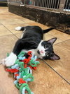 SIRIUS BLACK - Photo 3