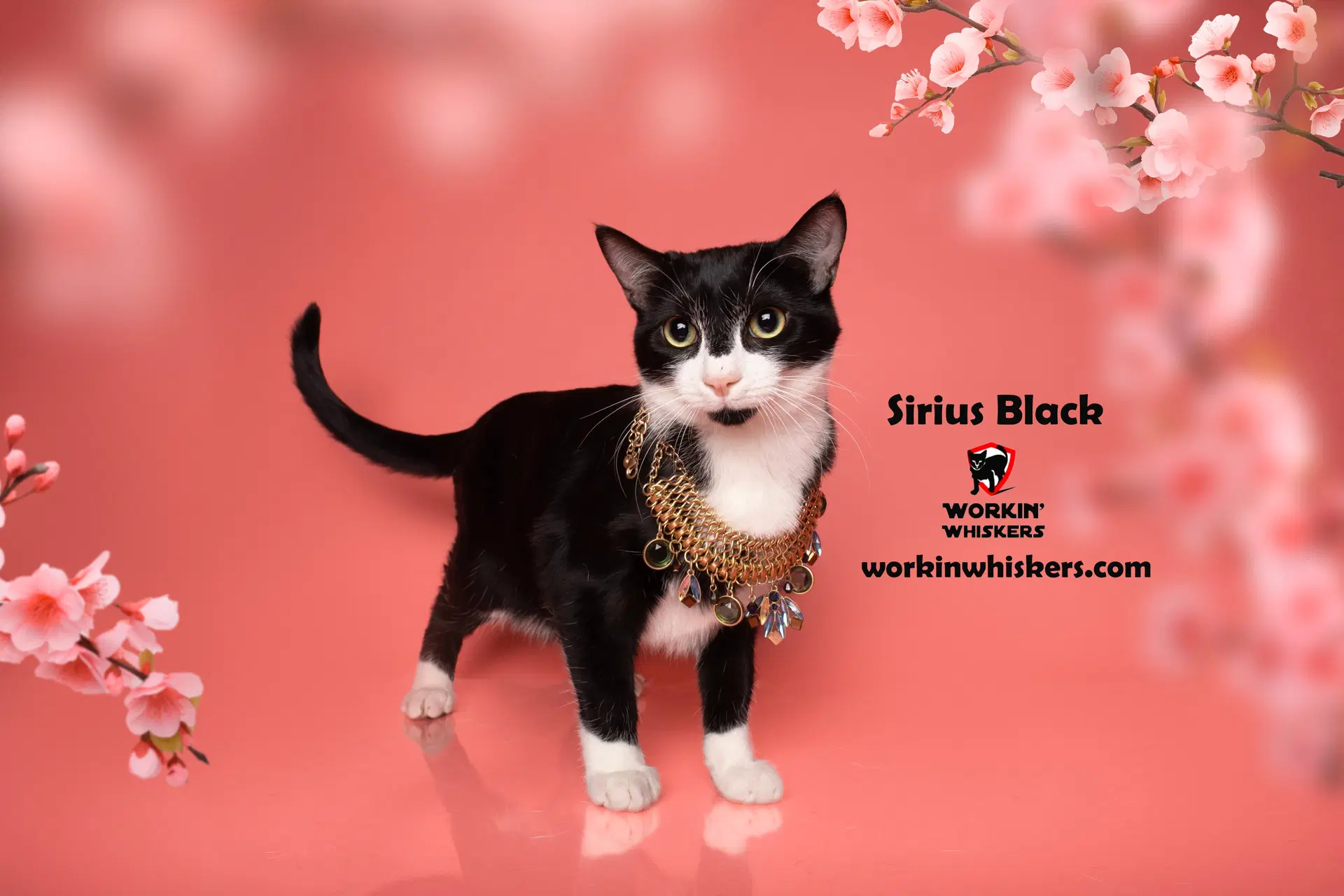 Sirius Black - Domestic Short Hair