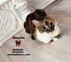 adoptable Cat in  named SHANDRA