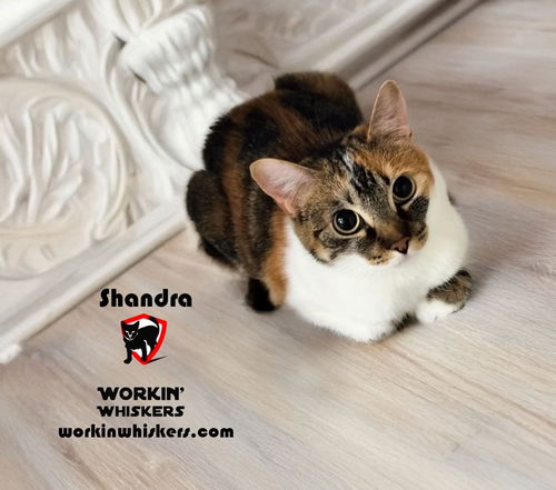 picture of the cat needing adoption