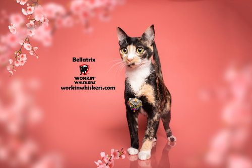 picture of the cat needing adoption