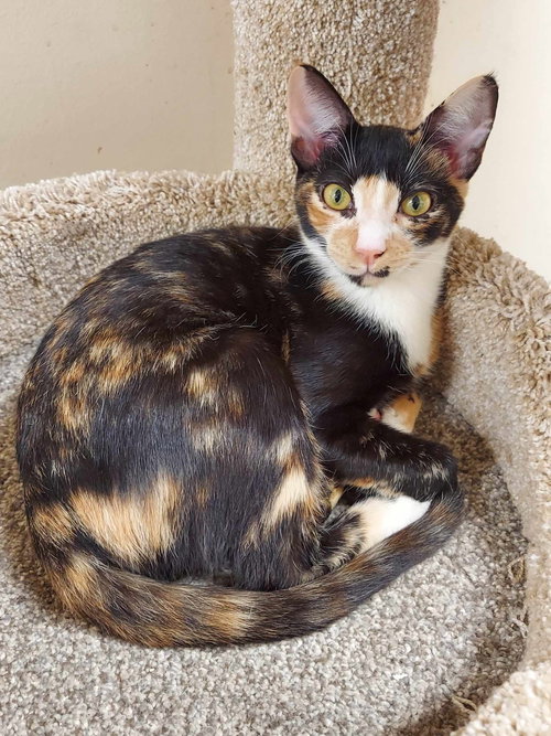BELLATRIX - Calico / Domestic Short Hair available for adoption