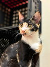 BELLATRIX - Photo 3