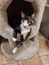 BELLATRIX - Photo 5