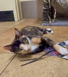 BELLATRIX - Photo 6