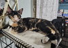 BELLATRIX - Photo 7