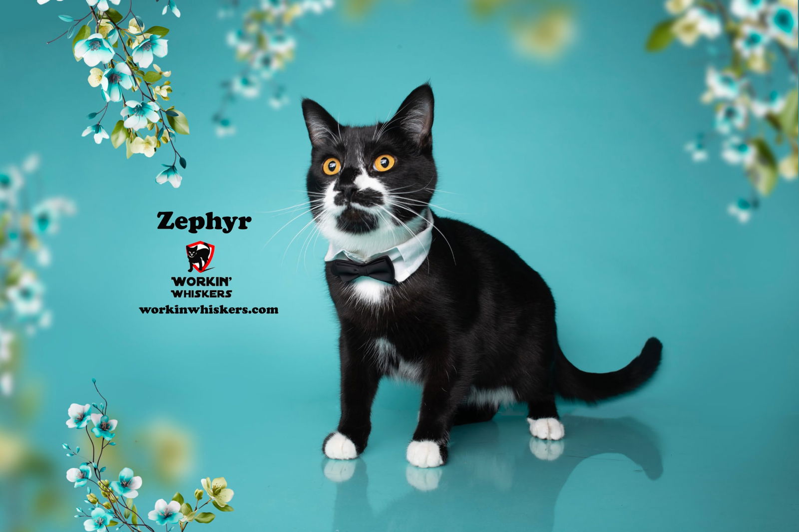 adoptable Cat in Hemet, CA named ZEPHYR