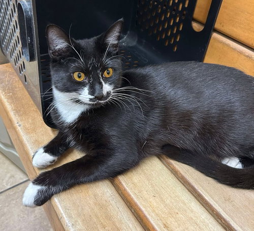 ZEPHYR - Tuxedo / Domestic Short Hair available for adoption
