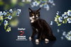 ZEPHYR - Photo 8