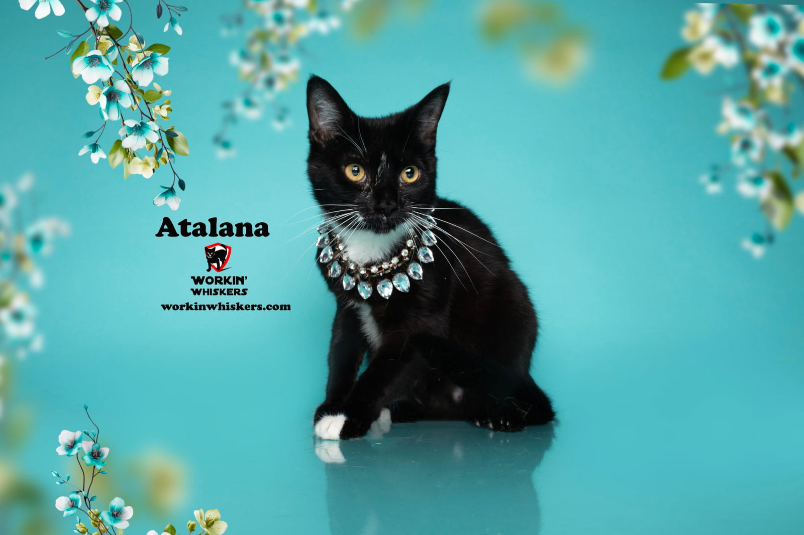adoptable Cat in Hemet, CA named ATALANA