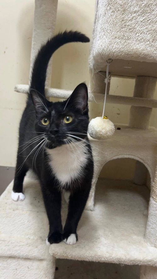 ATALANA - Tuxedo / Domestic Short Hair available for adoption