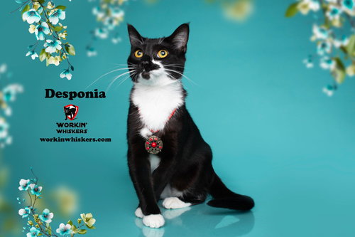 picture of the cat needing adoption