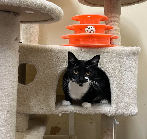 DESPONIA - Tuxedo / Domestic Short Hair available for adoption