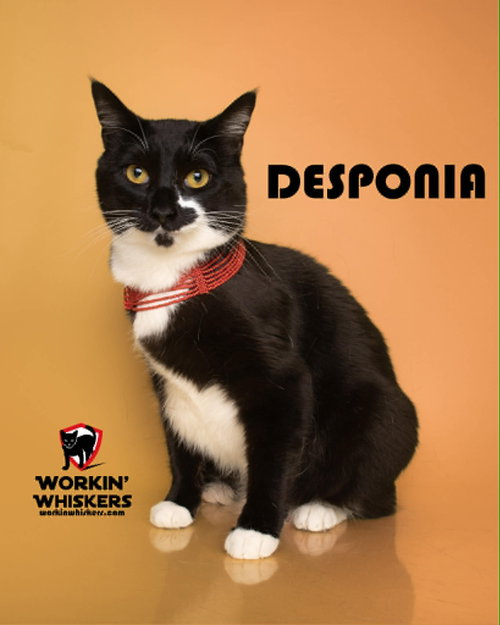 DESPONIA, a cat for adoption from Workin' Whiskers