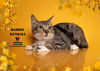 adoptable Cat in  named MADDIE KENDALL