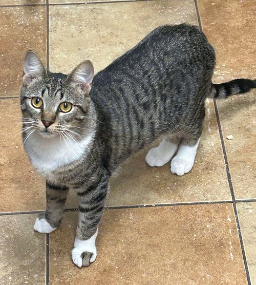 MADDIE KENDALL - Egyptian Mau / Domestic Short Hair available for adoption