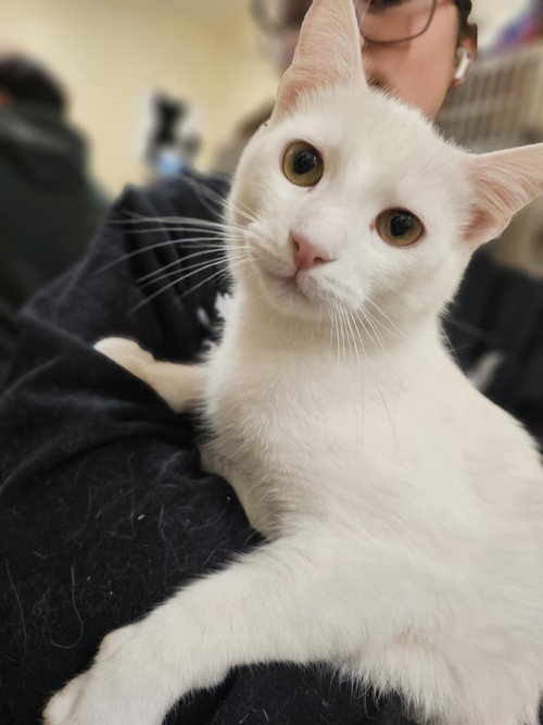 ELEKTRA - Turkish Van / Domestic Short Hair available for adoption